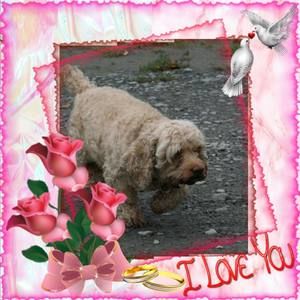 Meet your Posher, Samuel